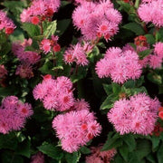 Rose Ageratum Seeds