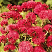 Red Ageratum Seeds