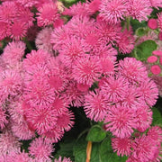 Rose Ageratum Seeds