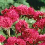 Red Ageratum Seeds