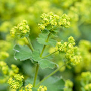 Green Mollis Alchemilla Seeds