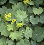 Alchemilla Mollis Seeds Lady's Mantle Seeds, Herbal