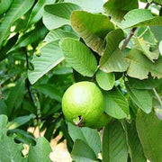 Allahabad Guava Seeds