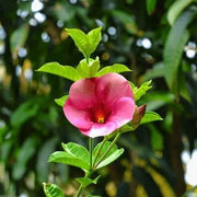 Violacea Allamanda Seeds