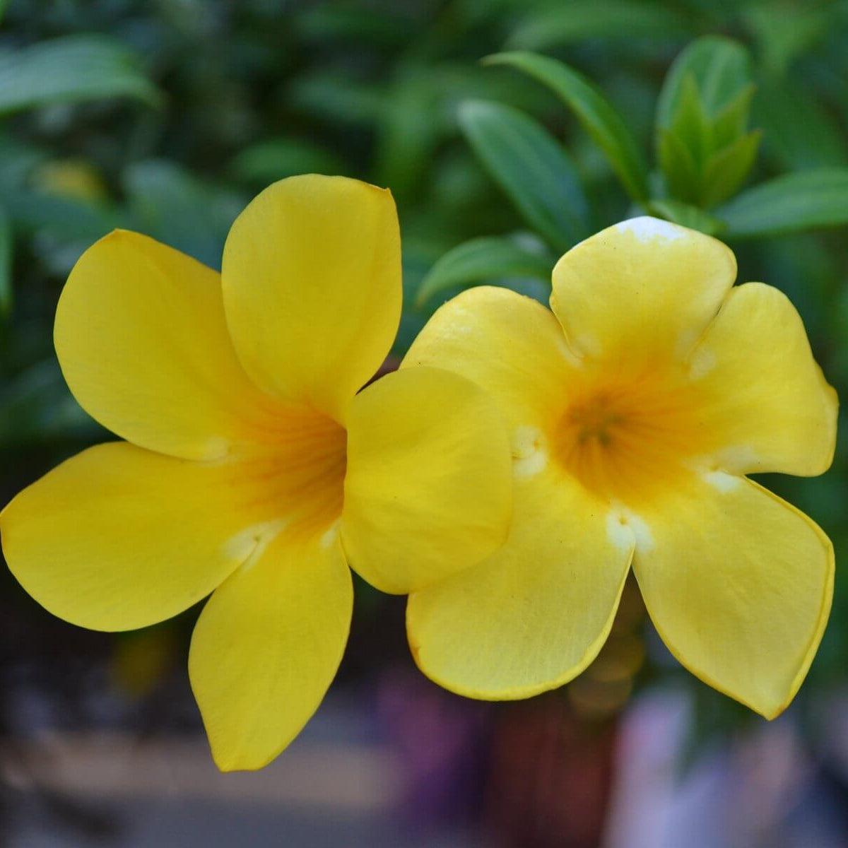 Allamanda cathartica Allamanda Seeds