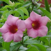 Violacea Allamanda Seeds