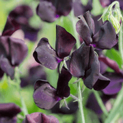 Black Sweet Pea Seeds