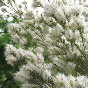 Wildflower Mix Melaleuca Seeds