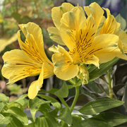 Peruvian Lily Alstroemeria Seeds