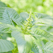 Green Callaloo Amaranthus Seeds