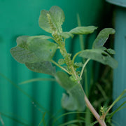 Green Amaranth Seeds