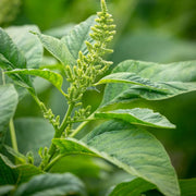 Green Callaloo Amaranthus Seeds