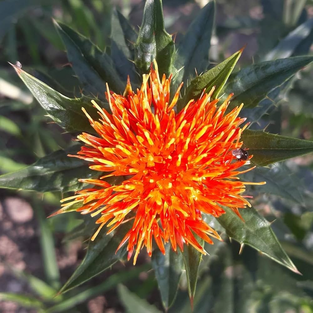 Safflower Seeds - Carthamus tinctorius Flower Seeds