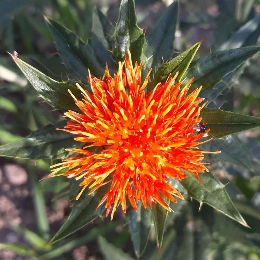 Safflower Seeds - Carthamus tinctorius Flower Seeds