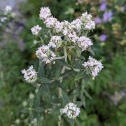 Hairy Mountain Mint Seeds, Herbal
