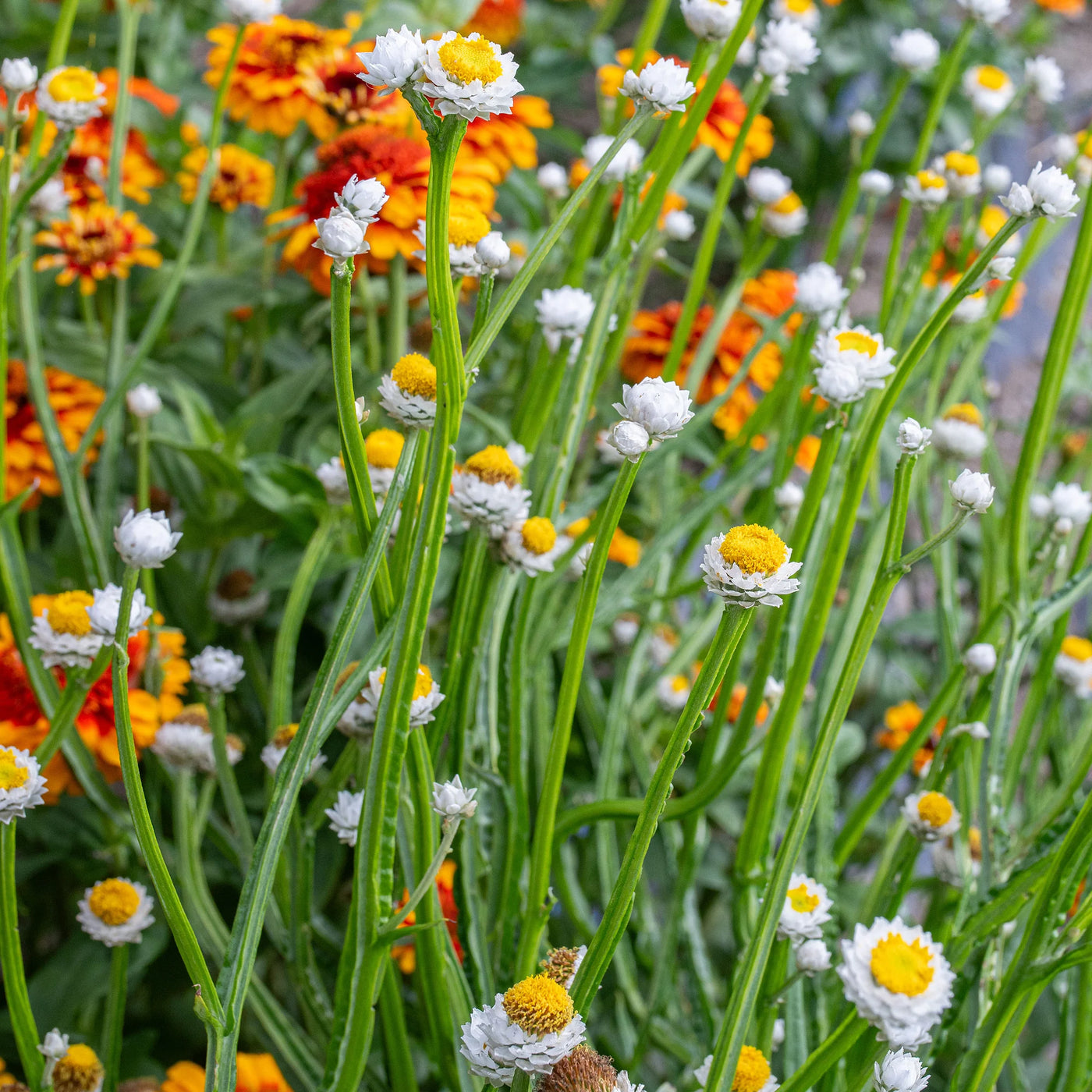 Winged Everlasting Seeds - Ammobium alatum Flower Seeds