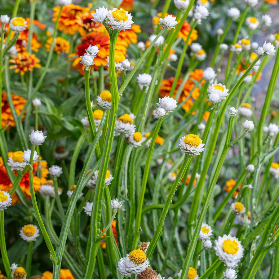 Winged Everlasting Seeds - Ammobium alatum Flower Seeds