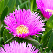Delosperma Ice Seeds