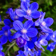 Drought-Tolerant Anchusa Seeds, Herbal
