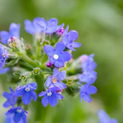 Blue Anchusa Seeds, Herbal