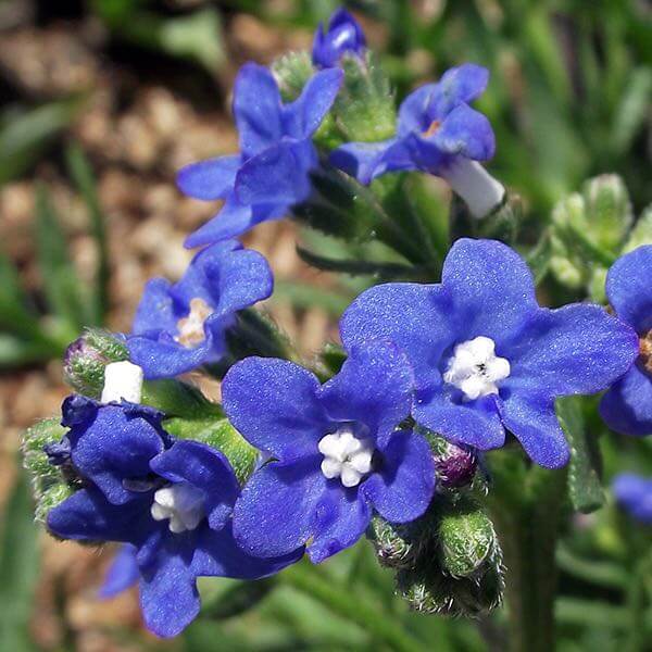 Blue Anchusa Seeds, Herbal