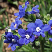 Blue Anchusa Seeds, Herbal