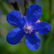 Drought-Tolerant Anchusa Seeds, Herbal
