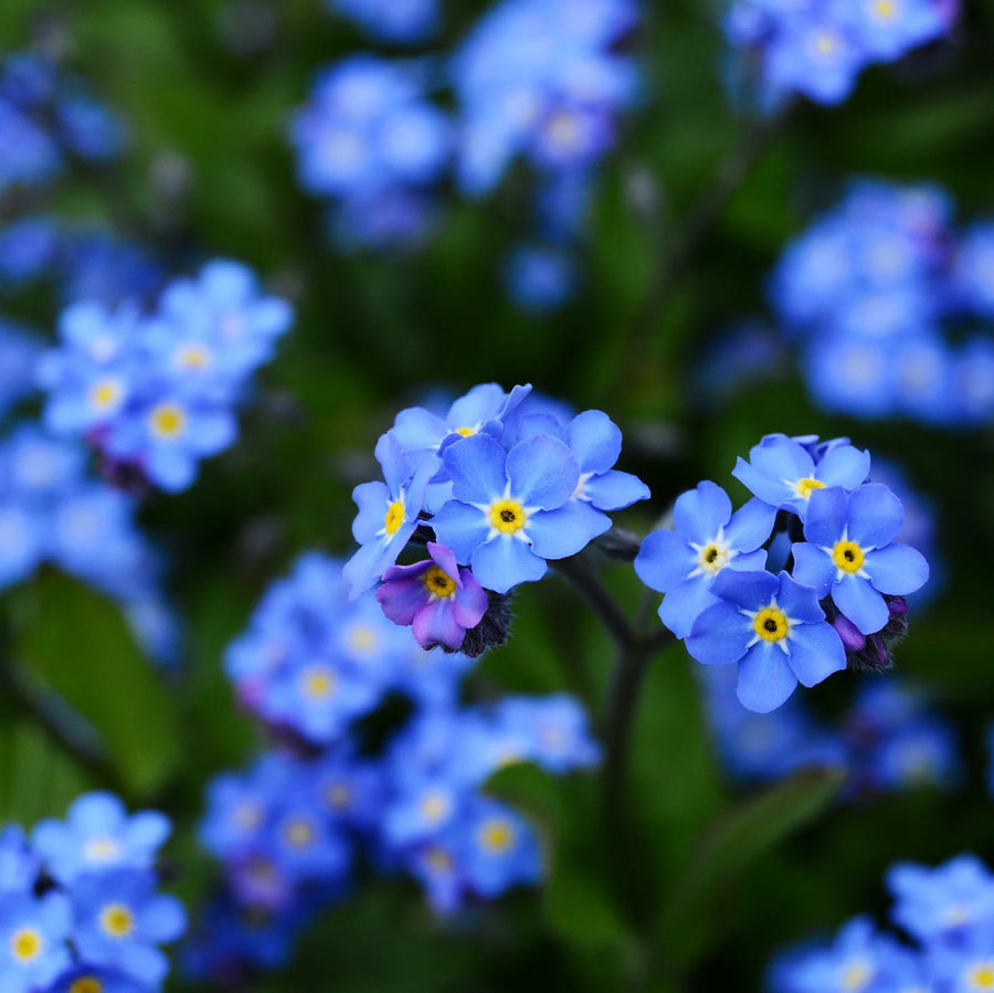 Cape Forget Me Not Seeds - Anchusa capensis Flower Seeds