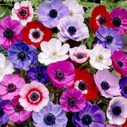Anemone Seeds - for Home Gardens Seeds
