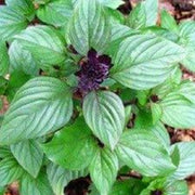 Anise Persian Basil Seeds, Herbal