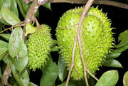 Pale Seeds, Annona muricata