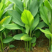 Turmeric Seeds - Herbal Plant for Home Gardens Seeds
