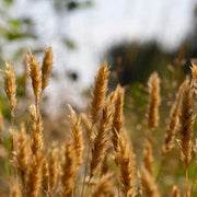 Fragrant Vanilla Sweet Vernal Seeds, Herbal