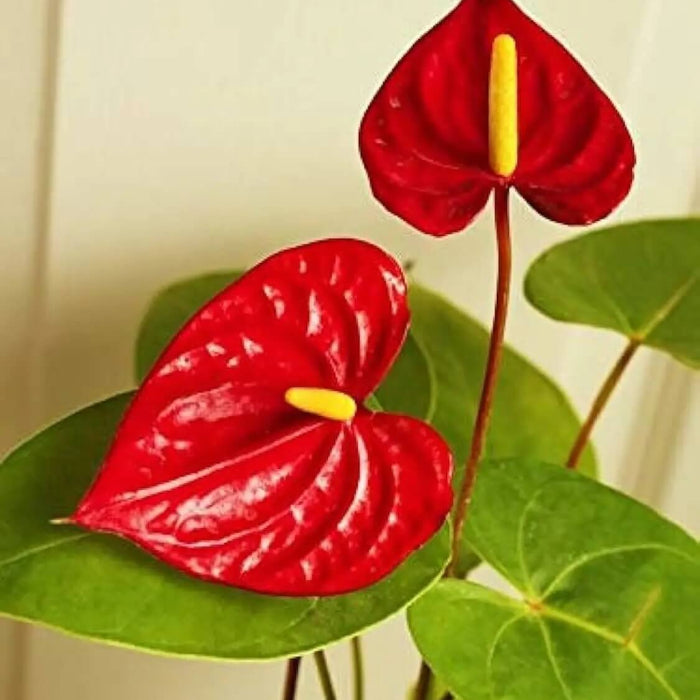 anthurium Seeds, Anthurium andraeanum