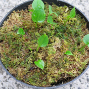 anthurium Seeds, Anthurium andraeanum
