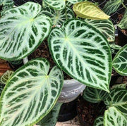 anthurium crystallinum Silver Queen Seeds
