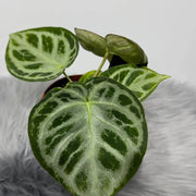anthurium crystallinum Silver Queen Seeds