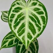 anthurium crystallinum Silver Queen Seeds