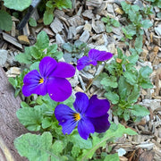 Blue and White Johnny Jump Up Seeds