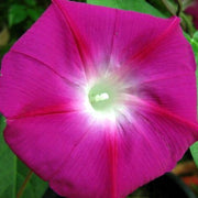 Crimson Rambler Morning Glory Seeds