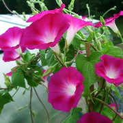 Crimson Rambler Morning Glory Seeds