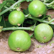 Tinda Seeds, Praecitrullus fistulosus Vegetable Seeds
