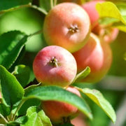 Pink and Green Apple Seeds