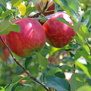 Red and Green Apple Seeds