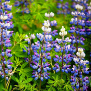 Argenteus Lupine Seeds
