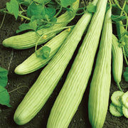 Kakri Seeds, Cucumis melo var. utilissimus Vegetable Seeds