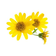 Herbaceous Perennial Arnica Seeds