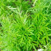 Sweet Wormwood Artemisia Annua Seeds, Herbal