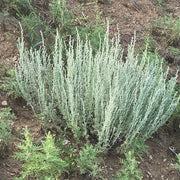 Fringed Sagebrush Seeds, Herbal