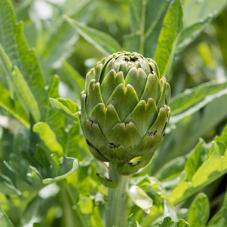 Artichoke Seeds, Cynara scolymus Herb Seeds